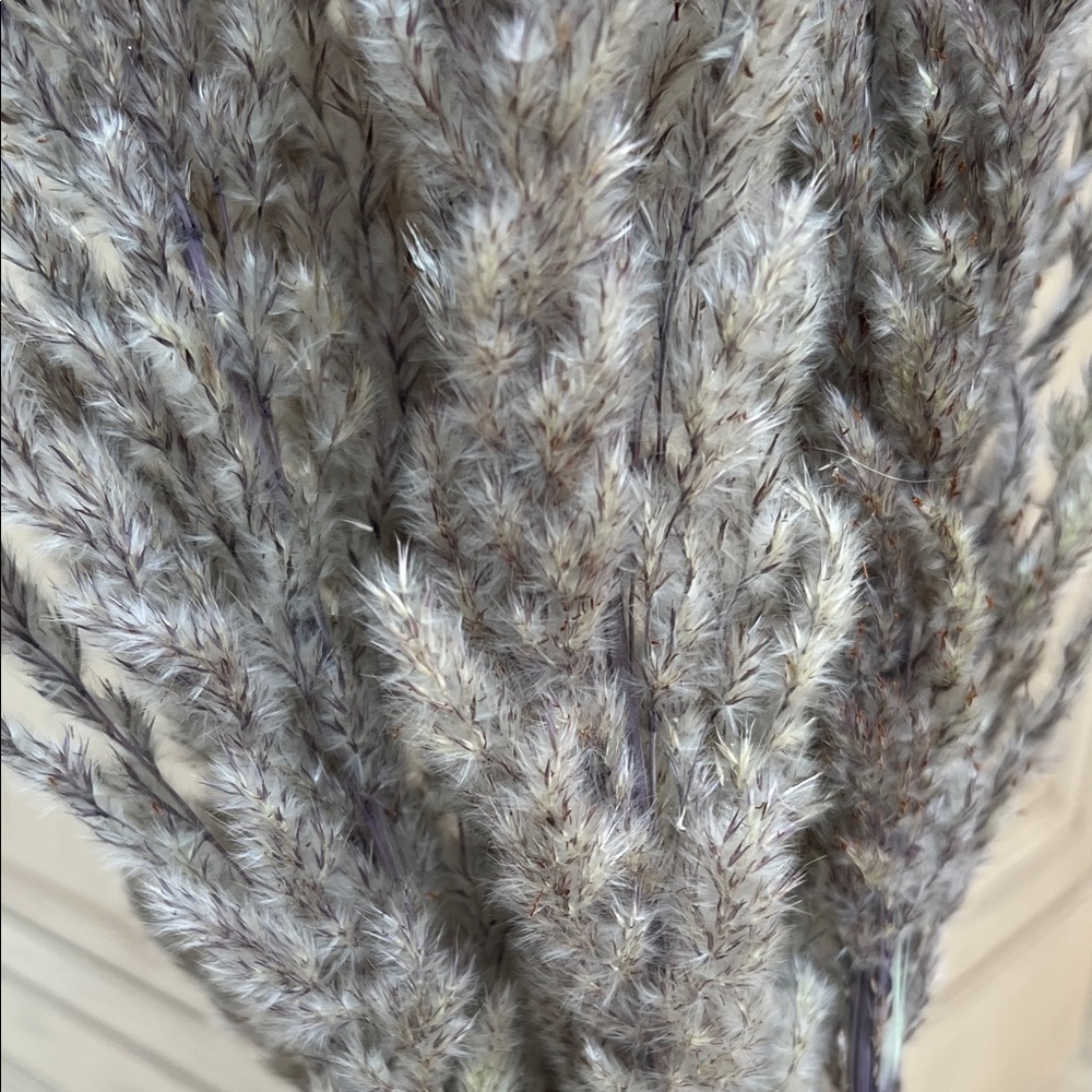 Natural Pampas Grass Gray Set of 5 Stems, Short Length 24" - Picture 2 of 5